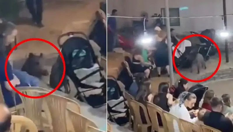 Düğün Davetini Bastı! Yaban Domuzu Herkesi Korkuttu