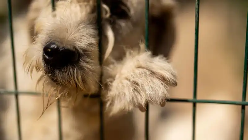 İş Stresi, Sevimli Dostlarımızı da Etkiliyor: Köpeklerdeki Psikolojik Olumsuzluklar