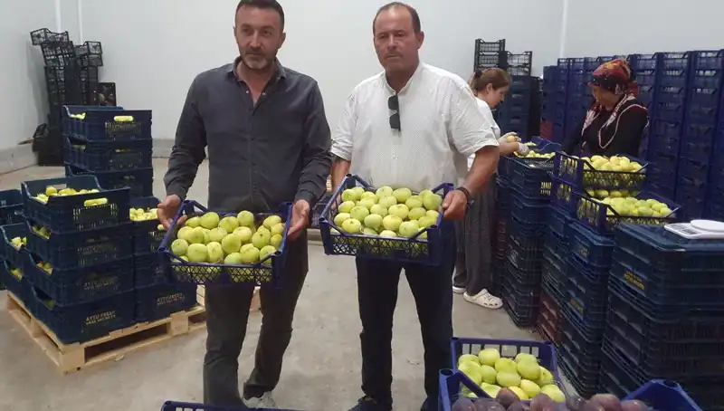 Mersinli Çiftçilerin Yüzü Güldü: Narenciye İhracı Zirveye Çıkıyor