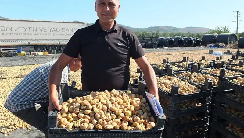 Balıkesir'de Hasat Zamanı: Çin ve Rusya'ya İhraç Başladı