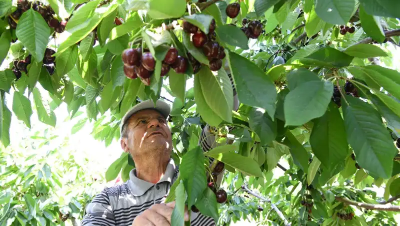 Lapseki Devine Dönüşen Devasa Zeytin: 10 Kiloluk Çay Bardağını Aştı