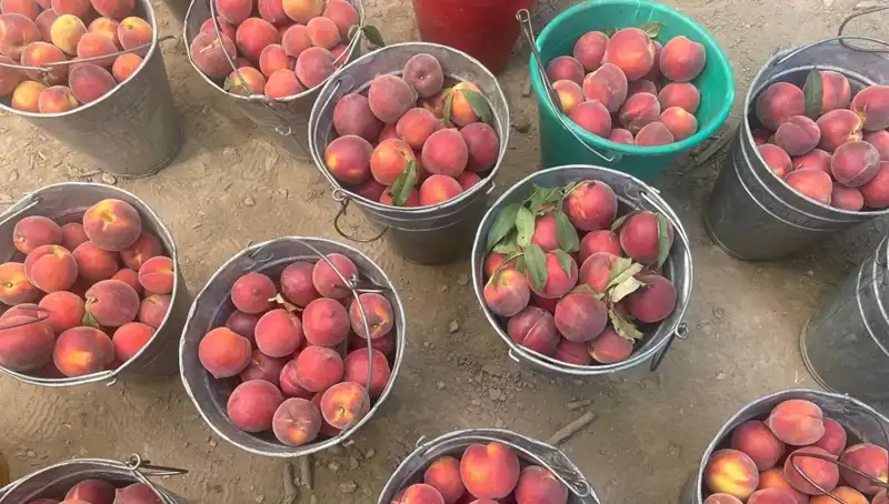 Hasat Sezonu Başladı: Çiftçiler Fiyatlardan Neden Memnun?