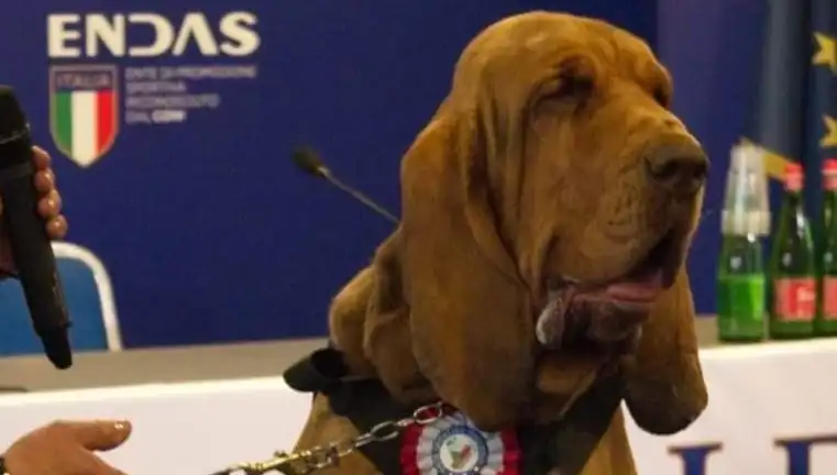 Arama Köpeğine Yapılan Suikast: Sonuçlar ve Cani Eylemin Ardındaki Sebepler