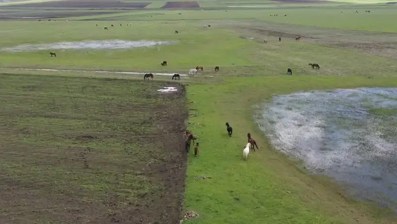 Kars'ın Yeşil Tabiatında Yılkı Atları Şaşırtan Görüntüler Sunuyor