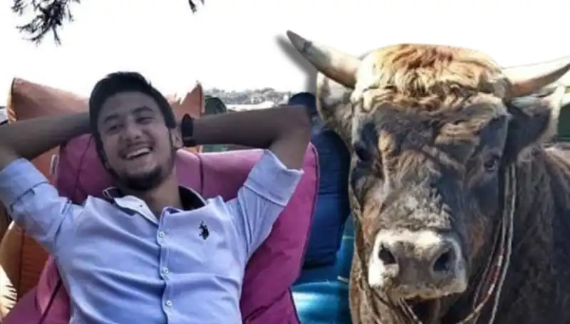 Aydın'da Güreş Boğası, İnsan Hayatına Son Verdi!