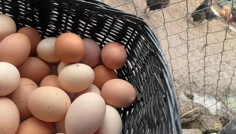 Okullar Açılıyor: Öğrenciler için En Uygun Fiyatlı Protein Kaynağı!
