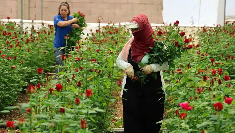 Gül Üreticilerinin Anneler Günü Hazırlığı: Serada Çiçek, İnternette 100 TL!