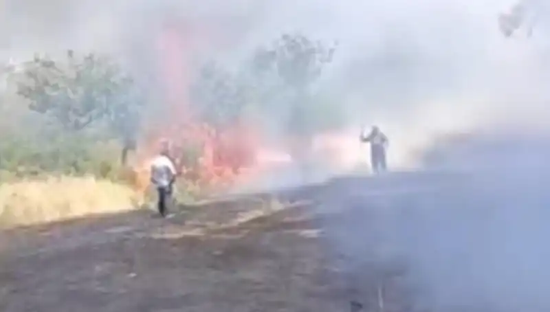 Çay Demlemek İçin Yakılan Ateş, Fıstık Ağaçlarını Yakıp Kül Etti!