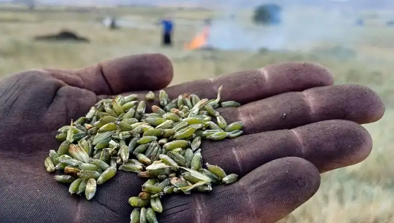 Firik Sezonu Kapılarını Açtı: Bu Eşsiz Lezzetin Faydalarını Keşfedin!