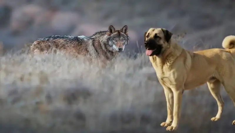 Kangal Köpeğine Yönelen İlgi, Artan Kurt Popülasyonuyla Büyüyor!