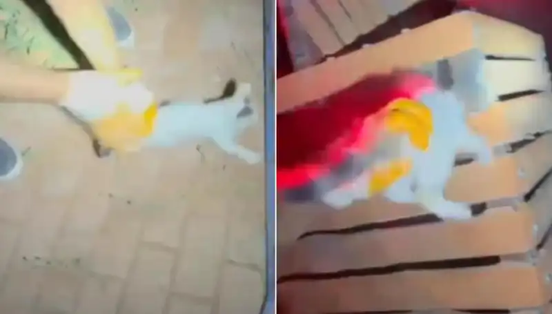 Gece Yarısı Kahramanlığı: İtfaiyeden Kedi Kurtarma Operasyonu