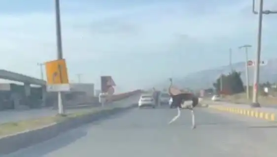 Hatay'da Yolda Deve Kuşu Görülünce Şaşkınlık Yarattı