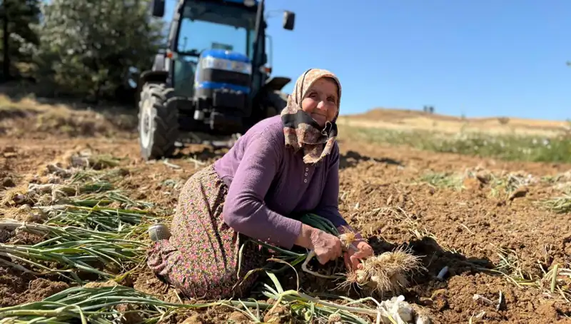 Dünyanın En Özel Tarım Ürünü: Selenyum Zengini Bitki Tarlalarda Günlük 1200 Liraya Toplanıyor