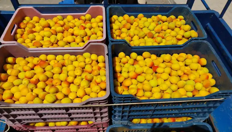 İlk Hasat Ne Zaman, Nerede ve Nasıl Yapıldı? 500 TL'den Alıcı Buldu!