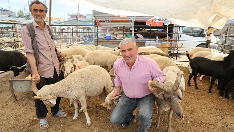 Kurban Pazarının Yıldızı: Dört Boynuzlu Koçlar Şimdi İçinizi Isıtacak